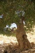 Mt. Atlas mastic tree